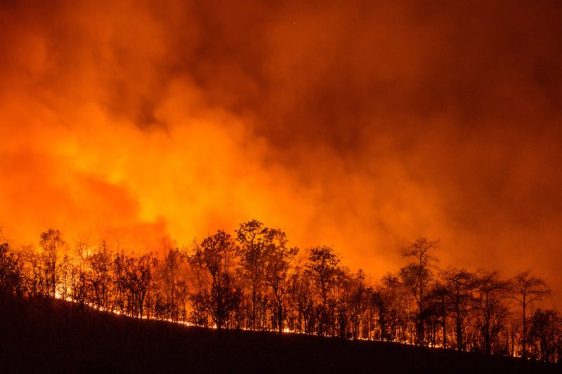 Pagube uriașe și panică! Incendiile devastatoare din Grecia continuă să facă ravagii Incendiu incendii foc vegetatie paduri pomi copaci 1