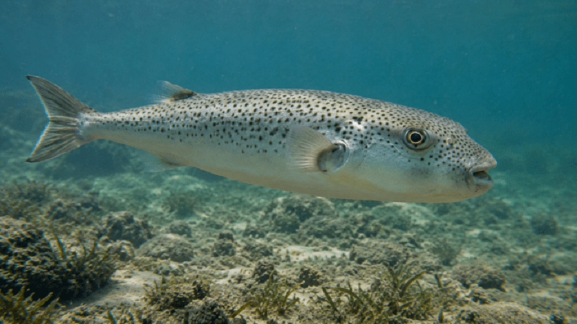 Puffer fish in Greece 711x400